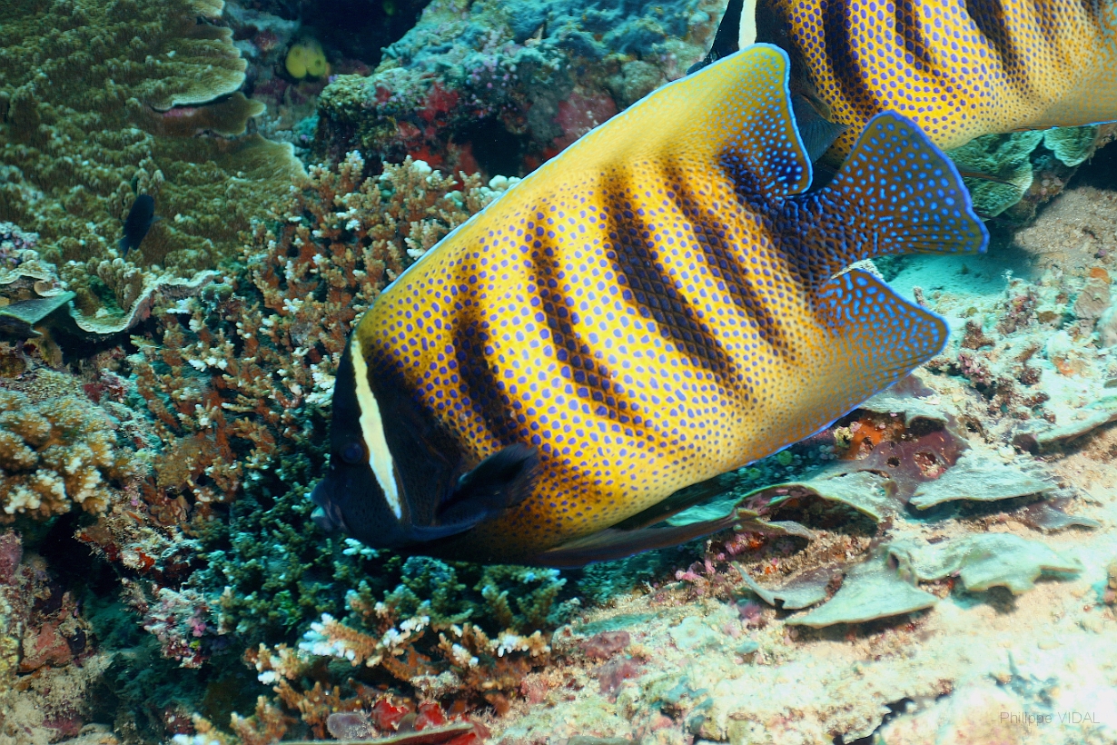 Sipadan_2015_Poisson ange a six bandes_ Pomacanthus sexstriatus_IMG_2421_rc.jpg